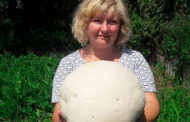 Россиянка вырастила гигантский килограммовый гриб: Люди: Моя страна: Lenta.ru