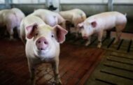 В Воронежской области зафиксировали вспышку африканской чумы свиней