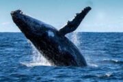 Биткоин-кит скупил более 4 000 BTC при падении рынка