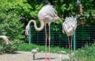 В Ростове впервые за десять лет появились птенцы фламинго: Природа: Моя страна: Lenta.ru