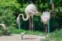В Ростове впервые за десять лет появились птенцы фламинго: Природа: Моя страна: Lenta.ru
