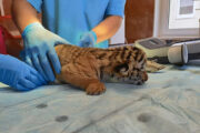В нижегородском зоопарке родились тигрята: Природа: Моя страна: Lenta.ru