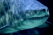 Россиян предупредили о появлении белых и тигровых акул у побережья Приморья: Природа: Моя страна: Lenta.ru
