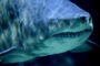 Россиян предупредили о появлении белых и тигровых акул у побережья Приморья: Природа: Моя страна: Lenta.ru