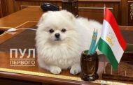 Пес Лукашенко улегся на столе в резиденции президента Таджикистана: Звери: Из жизни: Lenta.ru