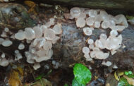 В Калужской области нашли редкие грибы: Природа: Моя страна: Lenta.ru