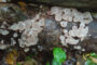 В Калужской области нашли редкие грибы: Природа: Моя страна: Lenta.ru