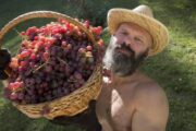 Под виноградарство: в России появилась новая категория земель — Капитал